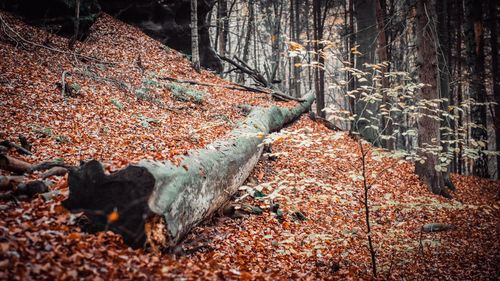 Autumn leaves on tree trunk in forest