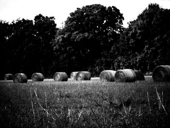 Hay bales on field against trees