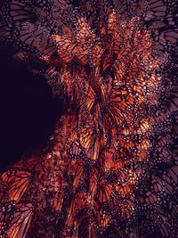 View of trees at night