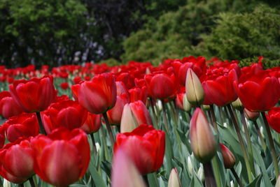 Close-up of red tulips in field