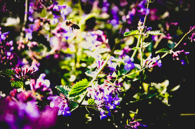 Close-up of purple flowers