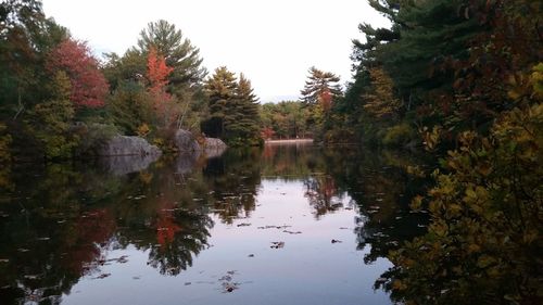 Reflection of trees in lake