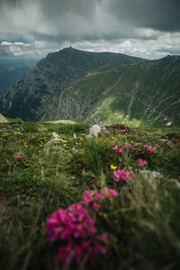 Scenic view of flowering plants on field against sky