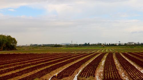 Scenic view of agricultural field against sky