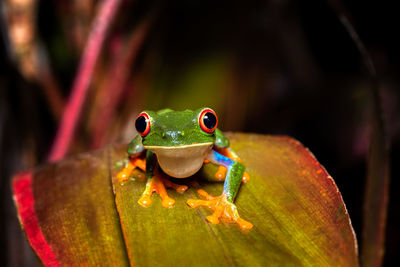 Close-up of frog