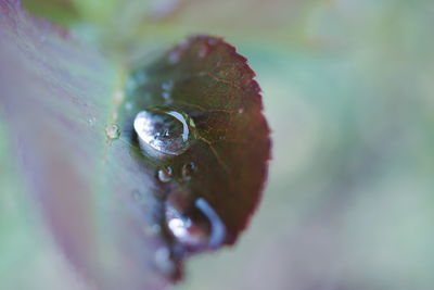 Close-up of water drop on leaf