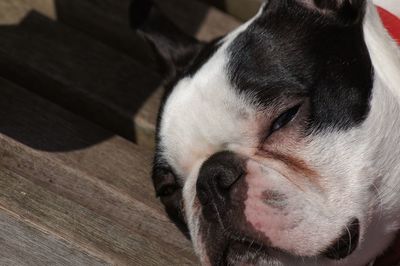 Close-up of a dog sleeping