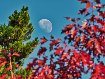 Low angle view of leaves on tree against sky