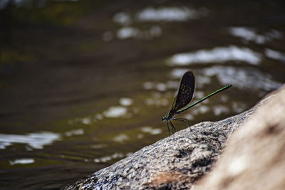 Close-up of butterfly on rock
