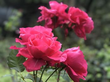 Close-up of pink rose