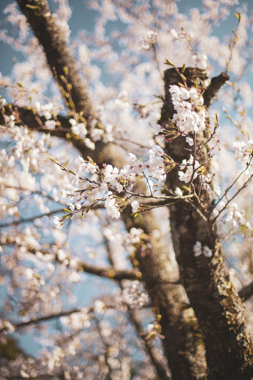 CLOSE-UP OF INSECT ON CHERRY TREE