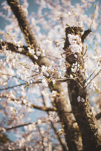 Close-up of insect on cherry blossom