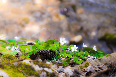 Close-up of plant growing outdoors