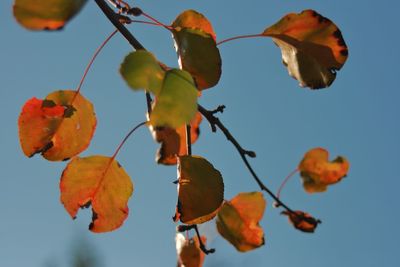 Low angle view of plants against sky