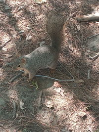 High angle view of squirrel on field