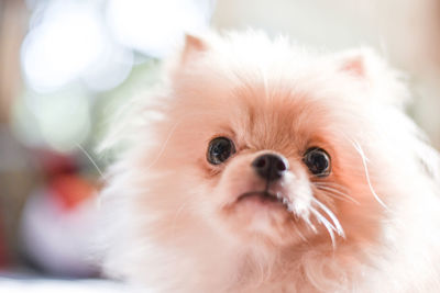 Close-up portrait of a dog