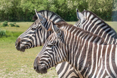 striped