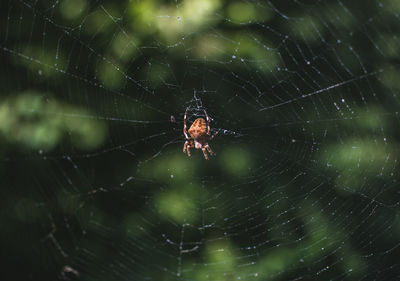 Close-up of spider on web