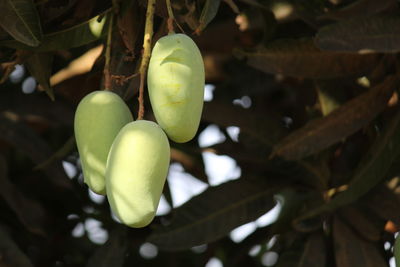 Close-up of fruits on tree