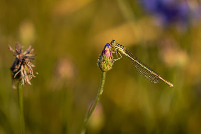Close-up of insect on purple flower