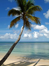 Palm tree by sea against sky