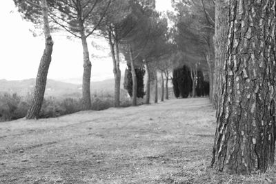 Panoramic view of pine trees in forest