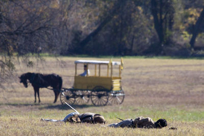 View of a horse on field