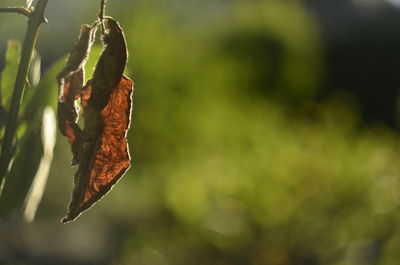 Close-up of red leaf