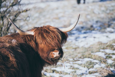 Close-up of cow standing on field during winter