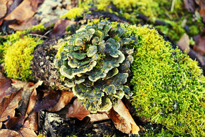 High angle view of lichen growing on moss