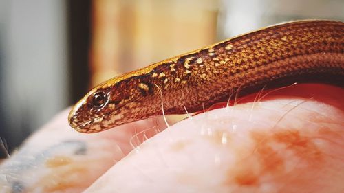 Close-up of a reptile