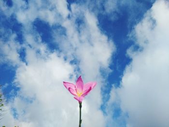 Low angle view of pink flowering plant against sky