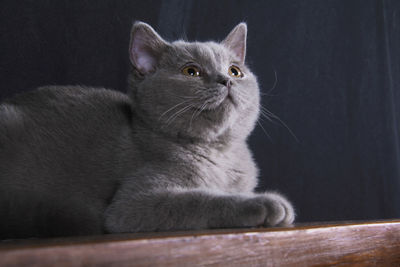 Close-up of cat looking away