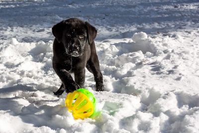 Dog ball in snow