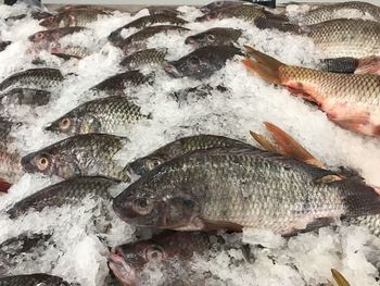 High angle view of fish for sale in market