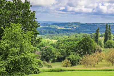 Scenic view of trees on field against sky