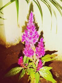 Close-up of purple flowering plant