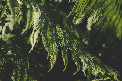 Close-up of fern leaves