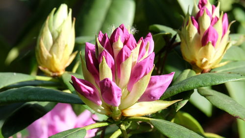 Close-up of pink flowers