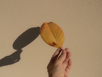 Close-up of hand holding leaf against wall