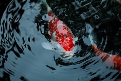 High angle view of koi carps swimming in lake