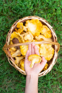 Basket with fresh chanterelle mushrooms, chanterelle mashrooms close-up,