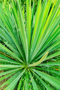 Full frame shot of palm leaf