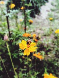 Close-up of insect on yellow flower