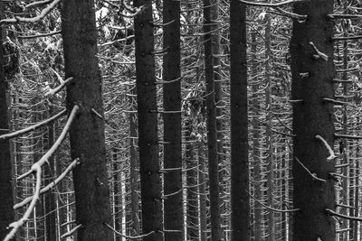 Full frame shot of bamboo trees in forest