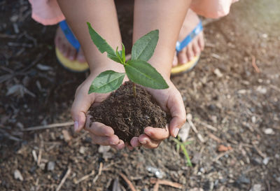 High angle view of woman holding plant