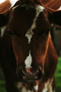 Close-up portrait of cow