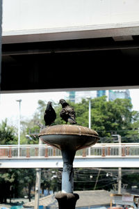 Bird perching on statue against city