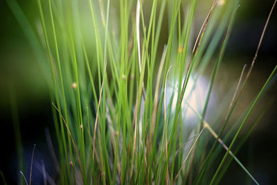 Close-up of fresh green grass in field