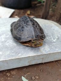 High angle view of a turtle